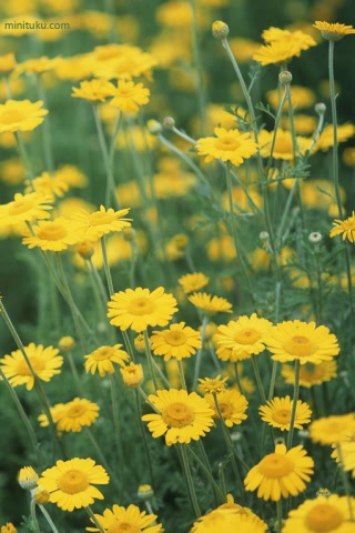 美丽的雏菊花 17759)