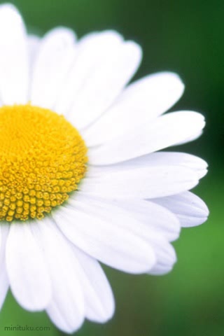 美丽的雏菊花 17761)