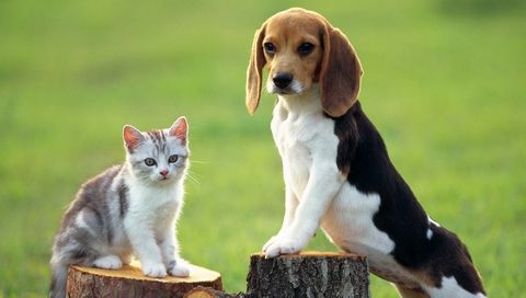 可爱的猫猫狗狗们 17846)