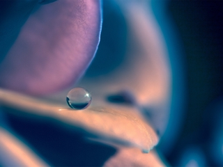 晶莹剔透的水珠 20103)
