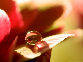 晶莹剔透的水珠 20108)