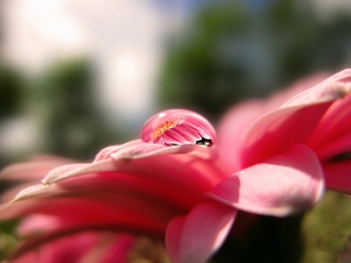 晶莹剔透的水珠 20101)