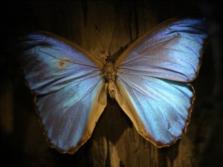 美丽的蓝蝴蝶 20126)