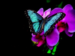 各种各样的漂亮花蝴蝶 20133)