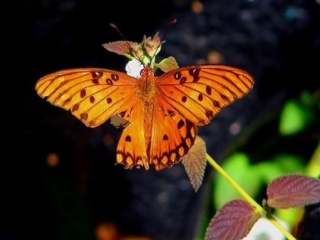 各种各样的漂亮花蝴蝶 20130)