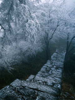 冬天雪树 20774)