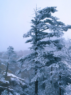 冬天雪树 20773)