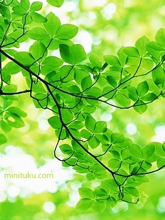 夏天才能见到的绿色美景 20908)