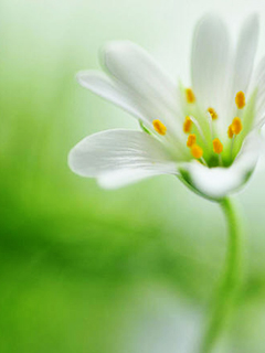 对你的爱犹如这花朵一样的纯美 21057)