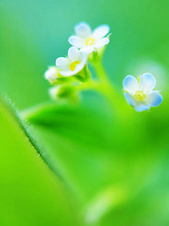 对你的爱犹如这花朵一样的纯美 21056)