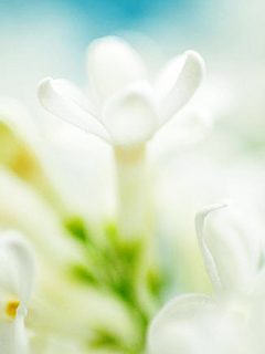 对你的爱犹如这花朵一样的纯美 21053)