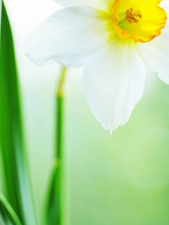 对你的爱犹如这花朵一样的纯美 21052)