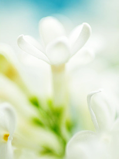 对你的爱犹如这花朵一样的纯美 21055)