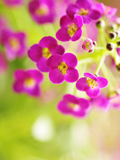粉色四瓣花 21058)