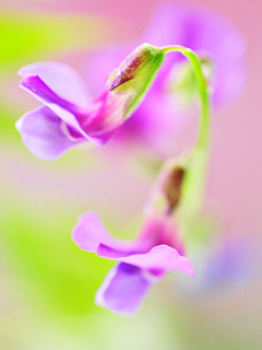 粉色四瓣花 21063)