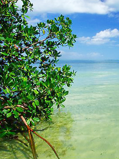 生长在海边浅水滩的植物 22083)