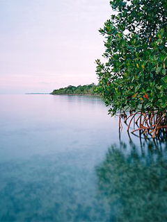 生长在海边浅水滩的植物 22078)