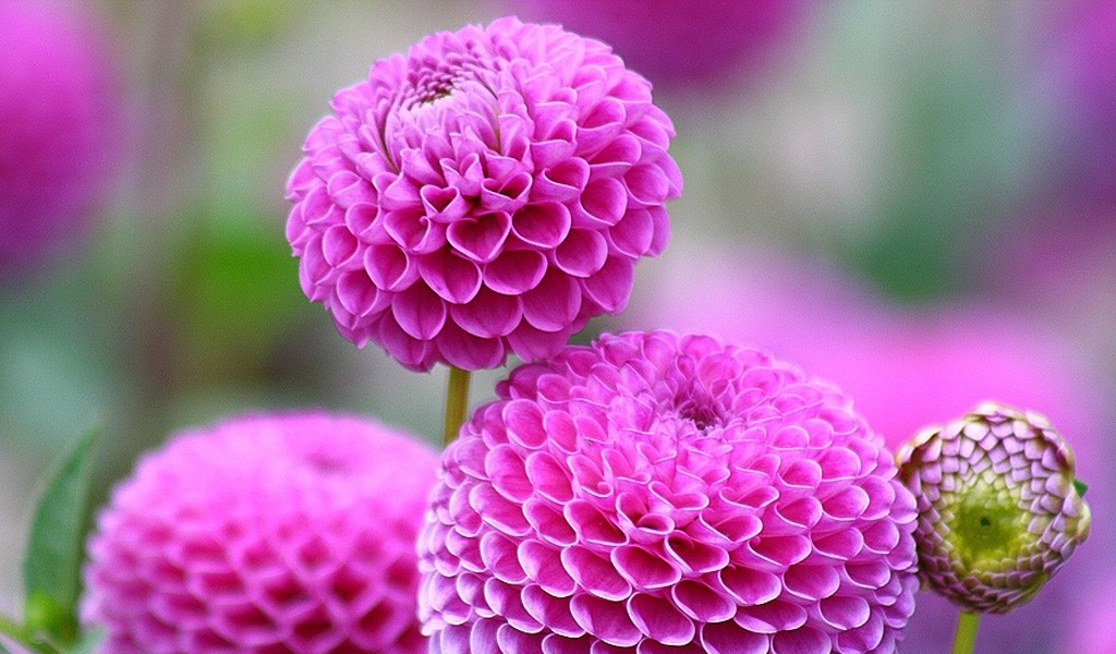 粉彤彤的大丽菊花 22183)