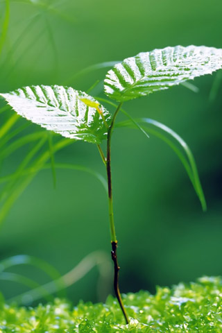 生机勃勃的嫩芽小叶 22223)