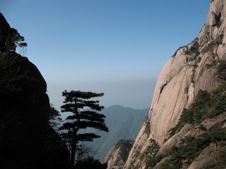 黄山山峰雾景与不老松 22362)
