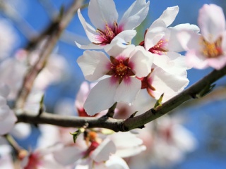 红色和白色梅花手机壁纸 25961)