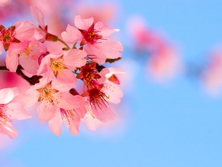 红色和白色梅花手机壁纸 25958)