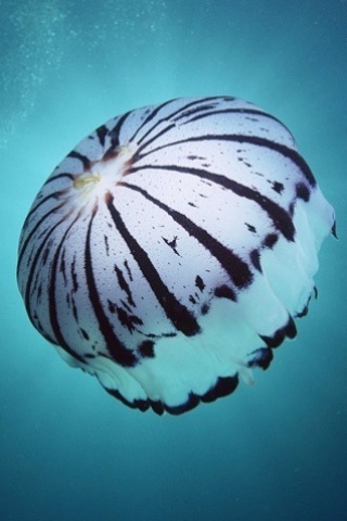 漂亮的深海水母320x480壁纸 26388)