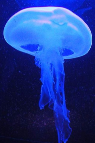 漂亮的深海水母320x480壁纸 26390)
