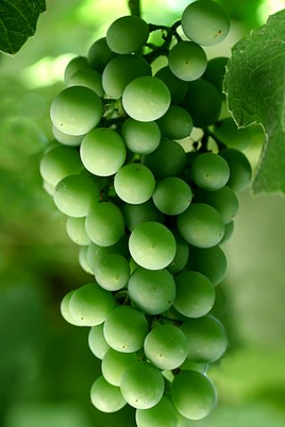 320x480葡萄壁纸 26553)