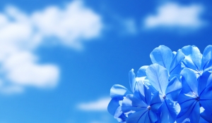 蓝白花瓣