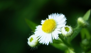 白色雏菊花