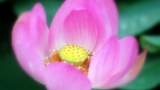 PSP壁纸-粉红色荷花图
