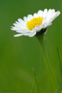 美丽的雏菊花