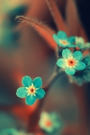 蓝绿色桃花