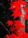 秋天的红枫叶