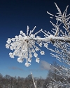 风景意境图，冬天的雪