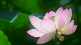 美丽的荷花PSP壁纸