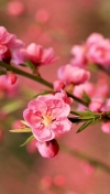 粉红的梅花
