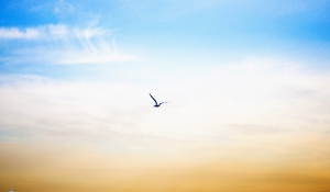 翱翔于蓝蓝天空中的海鸥