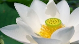 出污泥而不染-漂亮的白莲花