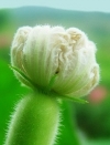 迷人漂亮的花朵