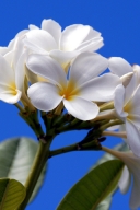 夏威夷鸡蛋花
