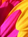 花瓣