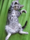 猫咪手机壁纸
